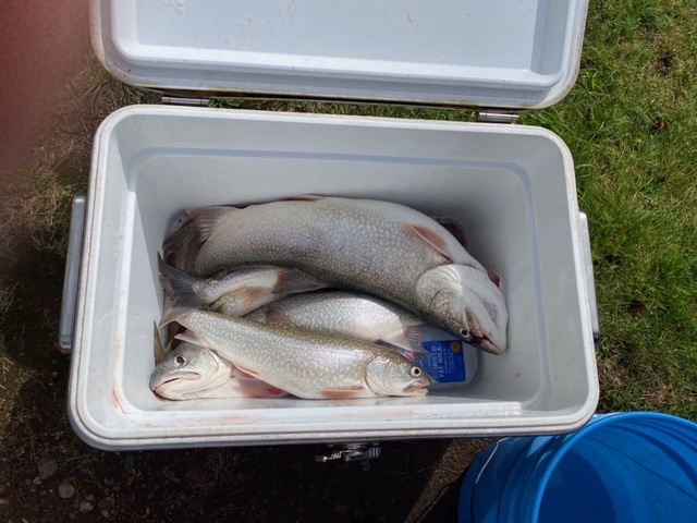 box o fish